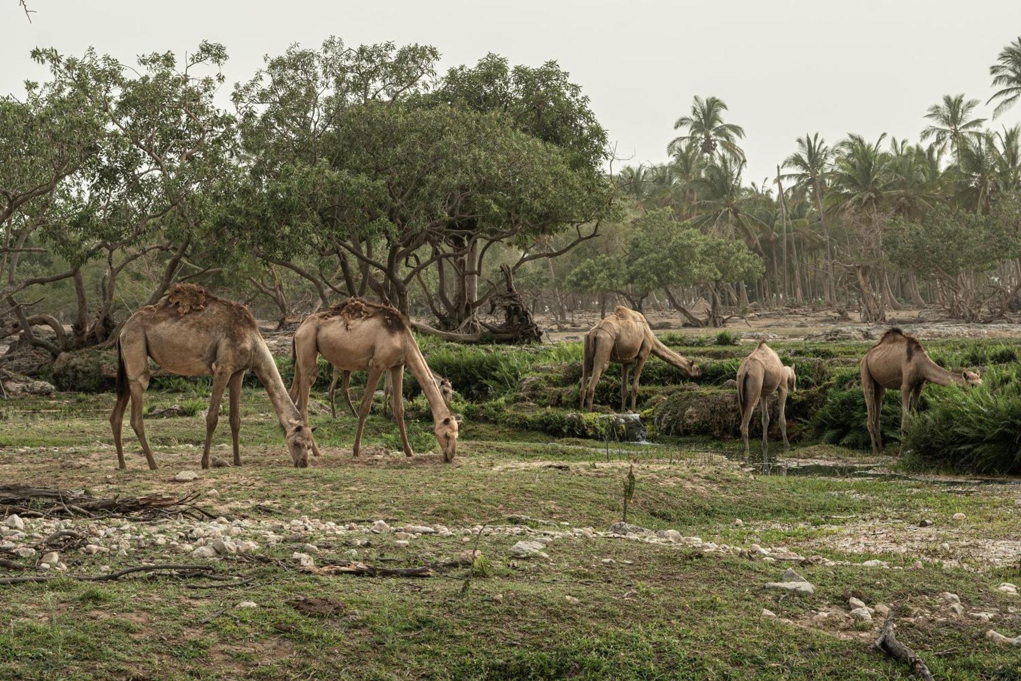Fanar Hotel & Residences Salalah Exterior foto Camels grazing in the park